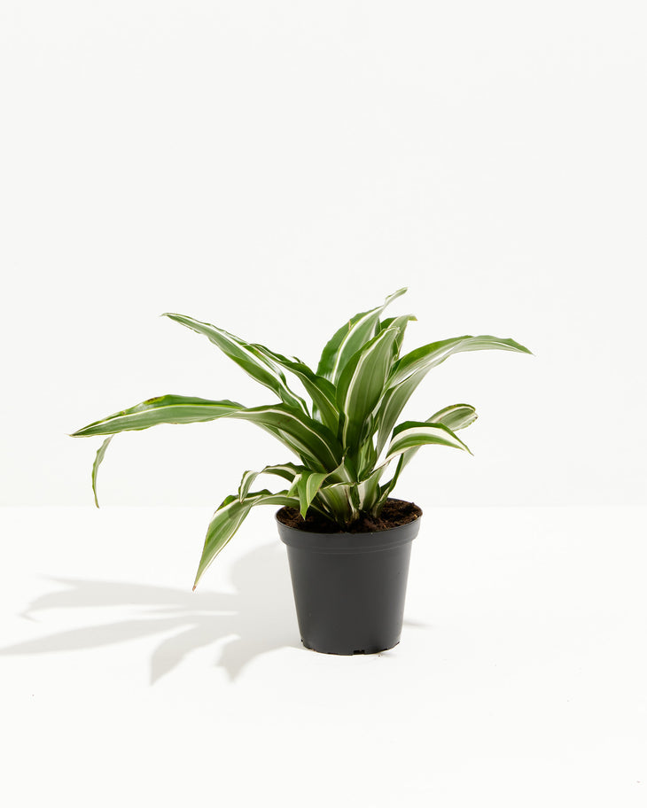 dracaena warneckii white bird Striped Dracaena For Sale, Including Care Guide Large / Grower / Varies
