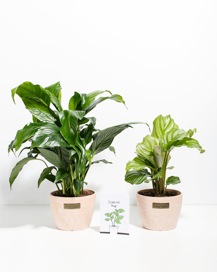 sending a peace lily plant Sending Hugs Duo | Peace Lily & Seed Card