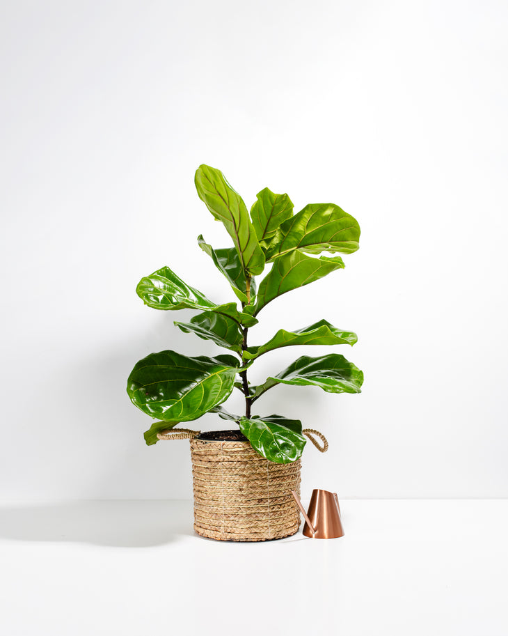 medium fiddle leaf fig Ficus Lyrata Bush