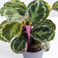 Peacock Memorial Plant Gift (Calathea)