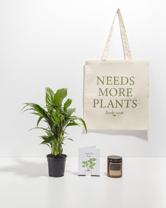 Alice Sympathy Plant Care Package