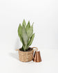 Sansevieria Moonshine Sympathy Gift Plant