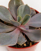 Echeveria Rose Succulent Sympathy Plant Gift