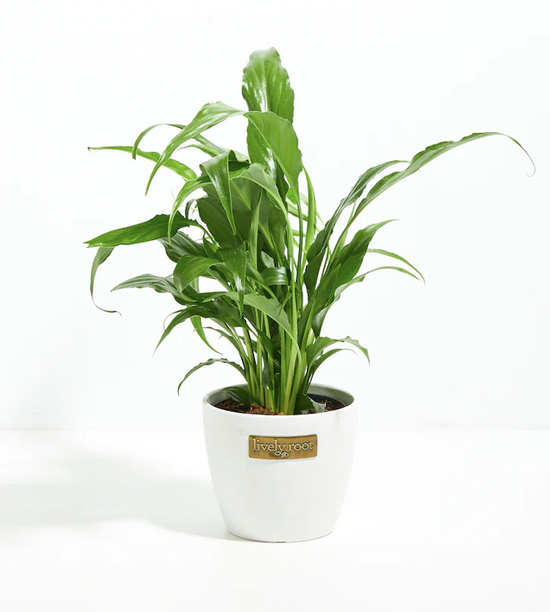 Gentle Peace Lily Sympathy Plant (Spathiphyllum)