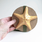Mini Starfish Biodegradable Scattering Urn
