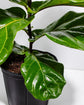 Sympathy Fiddle Leaf Fig Tree (Ficus Lyrata)