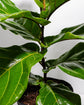 Sympathy Fiddle Leaf Fig Tree (Ficus Lyrata)