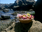 Fresh Flowers DIY Biodegradable Urn For Water Burial
