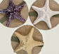 Mini Starfish Biodegradable Scattering Urn