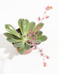 Echeveria Rose Succulent Sympathy Plant Gift