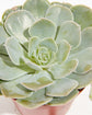 Echeveria Rose Succulent Sympathy Plant Gift