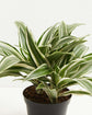 White Stripe Dragon Memorial Tree Gift (Dracaena)