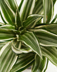 White Stripe Dragon Memorial Tree Gift (Dracaena)