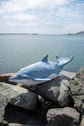 Dolphin Water Burial Biodegradable Urn