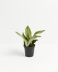 Sansevieria Moonshine Sympathy Gift Plant