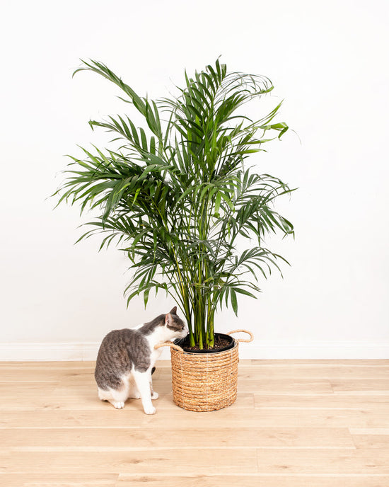 Areca Palm Deep Sympathy Plant