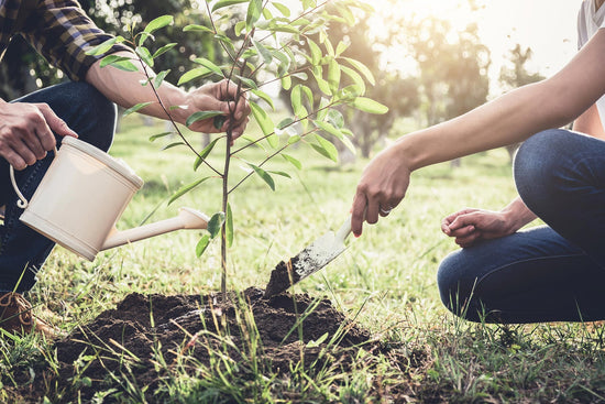 Tree Planting Ceremony