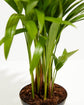 Areca Palm Deep Sympathy Plant