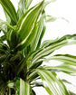 White Stripe Dragon Memorial Tree Gift (Dracaena)