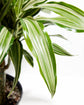 White Stripe Dragon Memorial Tree Gift (Dracaena)