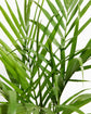Areca Palm Deep Sympathy Plant