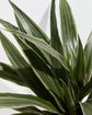 White Stripe Dragon Memorial Tree Gift (Dracaena)