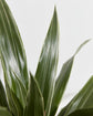 White Stripe Dragon Memorial Tree Gift (Dracaena)