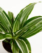 White Stripe Dragon Memorial Tree Gift (Dracaena)