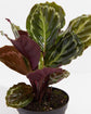 Peacock Memorial Plant Gift (Calathea)