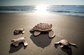 Large Adult Eco Sea Burial Turtle Urn