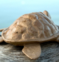 Large Adult Biodegradable Water Turtle Urn